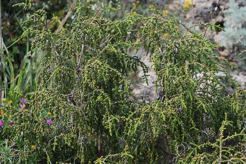 Thymelaea hirsuta / Timelea barbosa